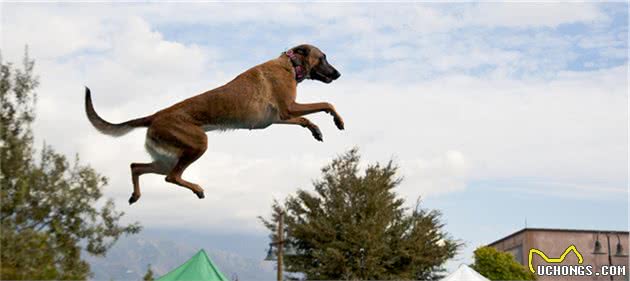 都知道牧羊犬聪明，这8种牧羊犬，是个中翘楚