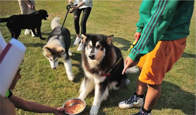 主人用零食训练狗狗，它却不感兴趣？3步带你轻松训练狗狗