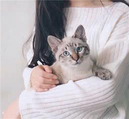 为什么养猫的人越来越多？原来好处这么多