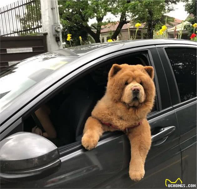 形似“泰迪熊”的松狮犬火了，爱出门却不爱走路，可把主人累坏了