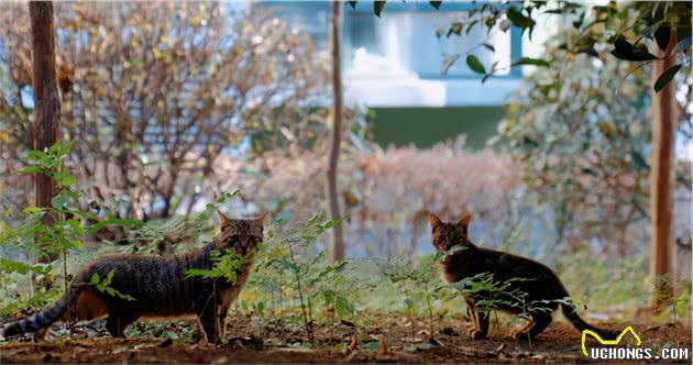 中国狸花猫为何“遭人嫌”？这6个原因，你可能也不喜欢