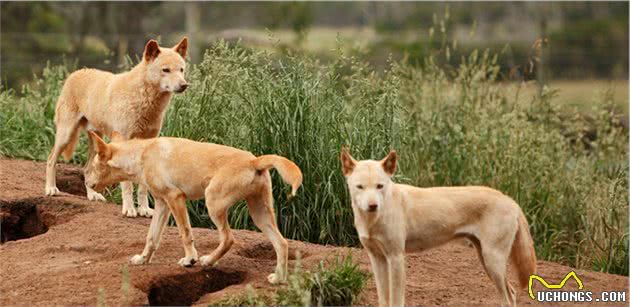 关于澳洲野犬的身份认定问题，极有可能影响其未来发展