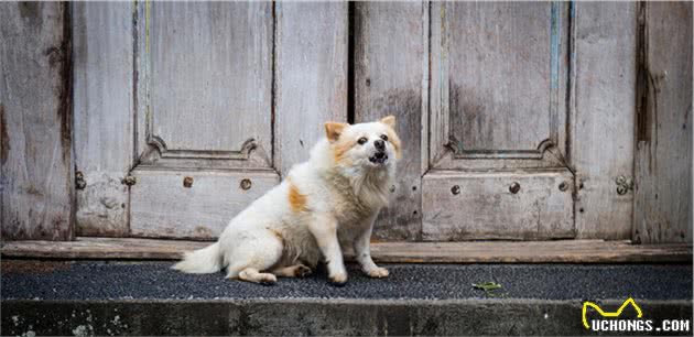 狗狗的道歉方式，像极了撒娇的对象