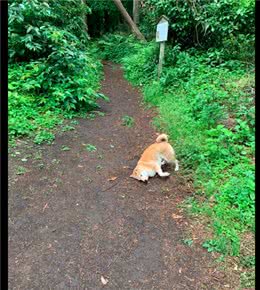 狗狗出去玩侧着身走路，两边都弄得脏兮兮的，瞬间变成小泥狗