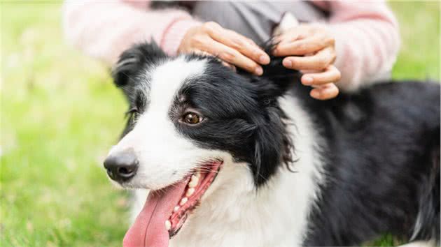 包教包会，如何在家给爱犬拔耳毛