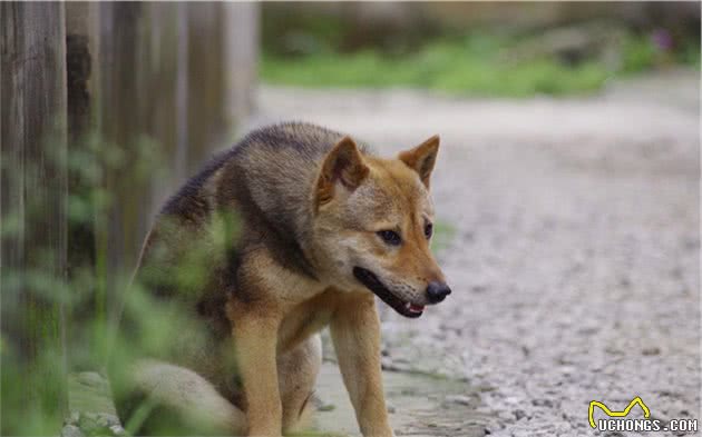 辟谣，中华田园犬并不土，警戒性强、适应力高，使它成为国际宠儿