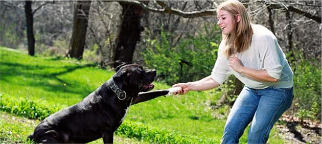 为什么训犬师男的多？难道训狗还要看性别？男女训犬确实不一样！