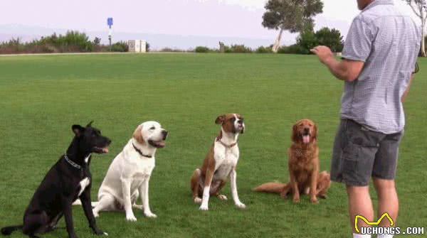 为什么训犬师男的多？难道训狗还要看性别？男女训犬确实不一样！