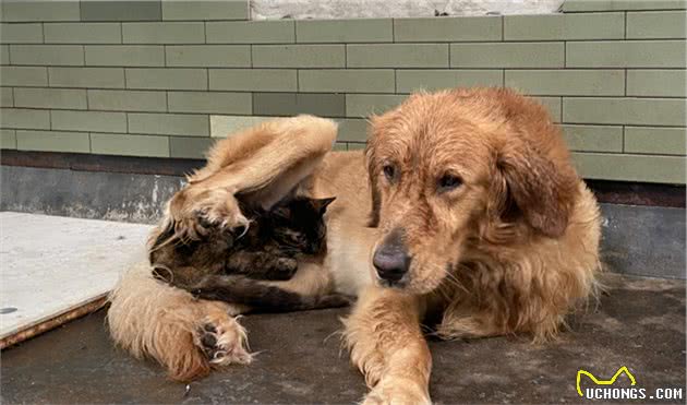 我的狗，在外面养了一只流浪猫，下雨天还把猫搂在怀里，给猫遮雨