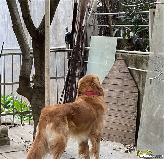 我的狗，在外面养了一只流浪猫，下雨天还把猫搂在怀里，给猫遮雨