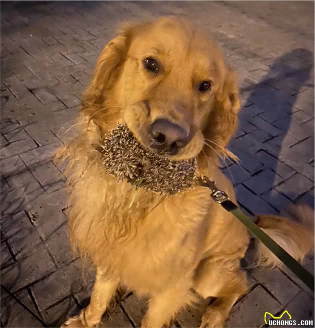 我的狗，在外面养了一只流浪猫，下雨天还把猫搂在怀里，给猫遮雨