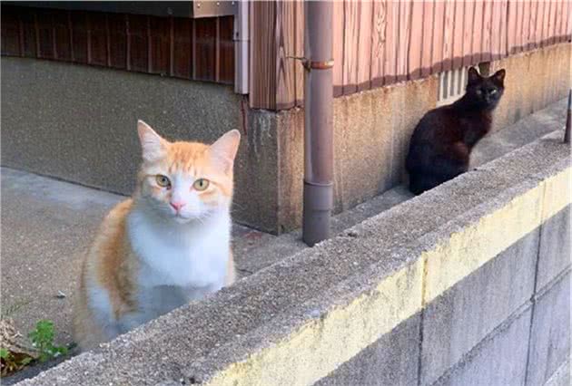 黑猫总被认为最凶，但性格和花色并无关系，个性来自主人后天培养