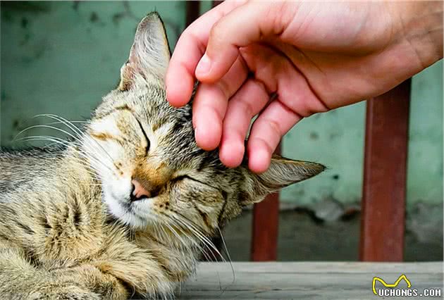 猫咪对人没有感情？太冤枉了，其实它对人的感情并不比狗浅