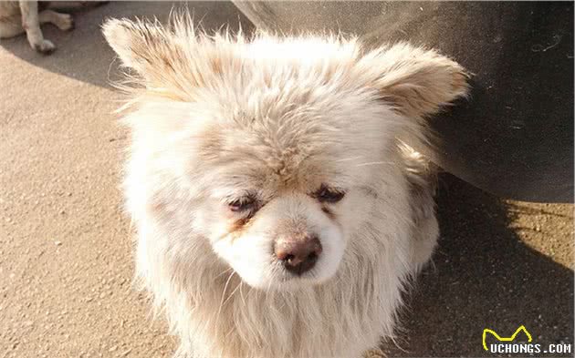 辟谣，狗狗抑郁并非只受家庭影响，小心季节性抑郁症对爱犬的伤害