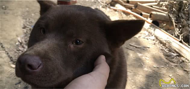 带你了解中华田园犬之山牛红，一种少为人知的土狗，属稀有品系