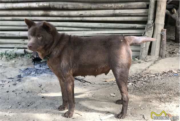 带你了解中华田园犬之山牛红，一种少为人知的土狗，属稀有品系