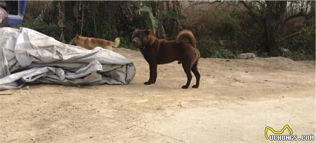 带你了解中华田园犬之山牛红，一种少为人知的土狗，属稀有品系