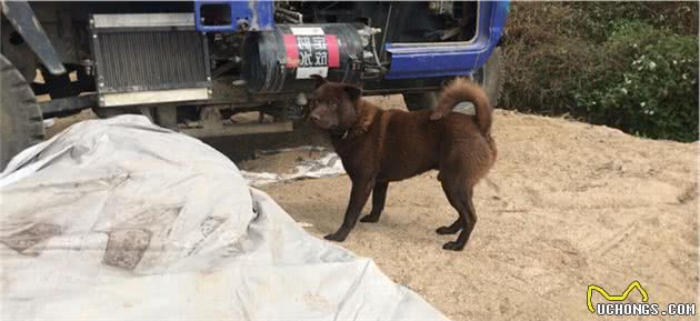 带你了解中华田园犬之山牛红，一种少为人知的土狗，属稀有品系