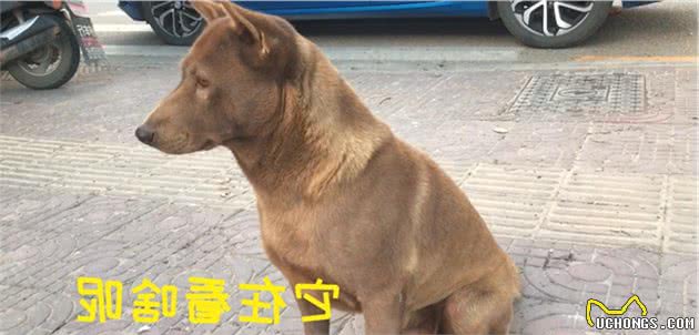 带你了解中华田园犬之山牛红，一种少为人知的土狗，属稀有品系