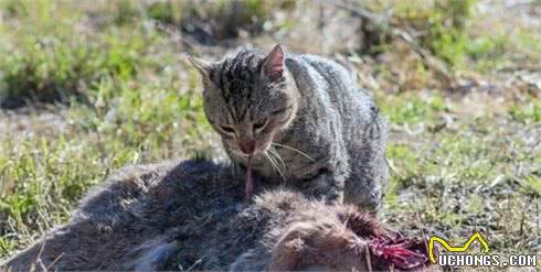 澳洲本土大型猛兽灭绝之后，人类的“毛毯”和宠物成为顶级掠食者