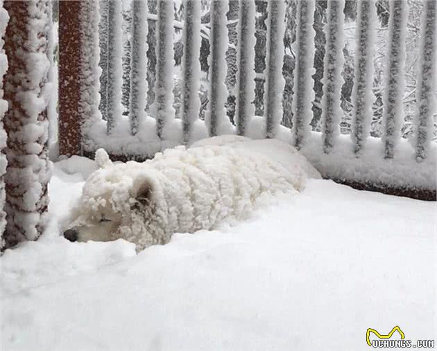 雪橇三傻是哪三种？了解这些狗狗后，你还会觉得它们傻吗？