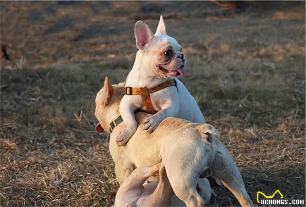 法国斗牛犬少人养的原因，第一点很真实