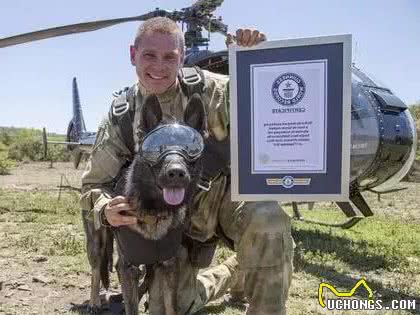 现代型军警犬—马林诺斯犬