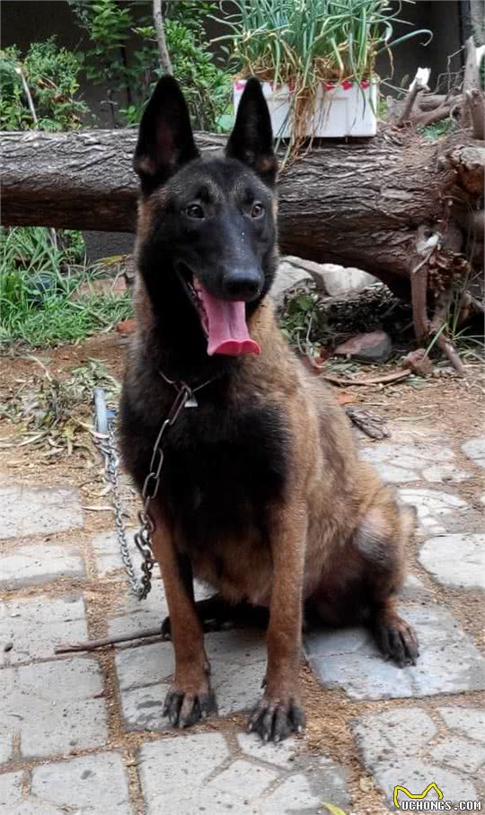 现代型军警犬—马林诺斯犬