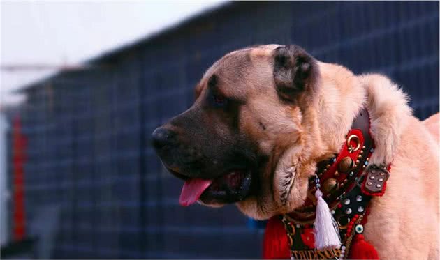 土耳其国宝：坎高犬的历史，你知道吗？