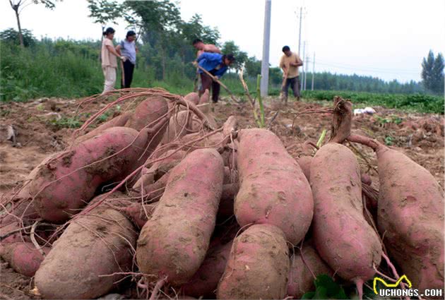 柯基每天只吃狗粮？6种最适合柯基的辅食，给狗粮加点料吧