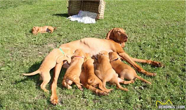 想知道犬猫怀孕没有，查这个最准