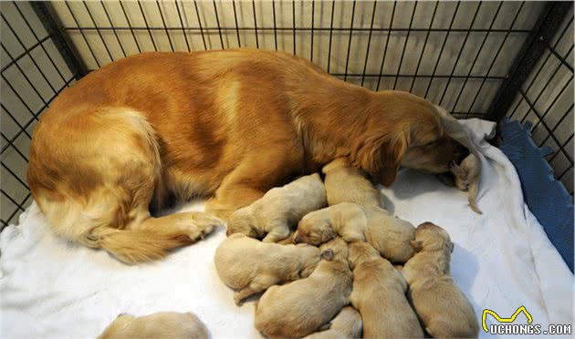 想知道犬猫怀孕没有，查这个最准