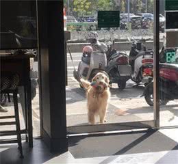 狗不能进店！主人转头看到狗子叼着玩具十分可怜，立刻出去陪它