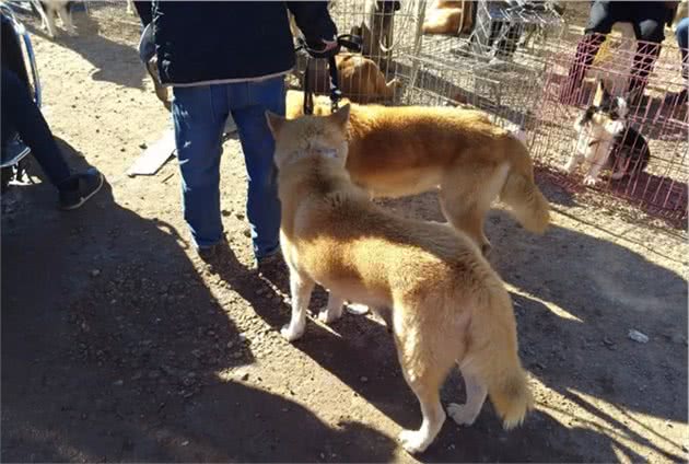 秋田犬品相不佳，商贩逛了很久也没有买主来问！