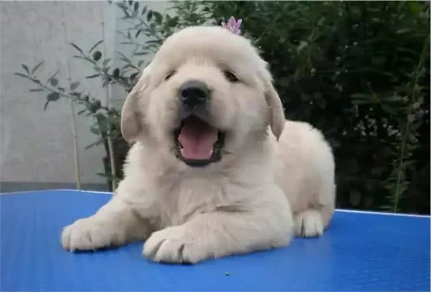 幼犬扑人等不礼貌习惯如何纠正