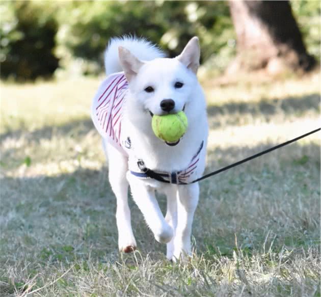 柴犬偏爱哥哥，连脚丫子都不放过！这样睡觉更香