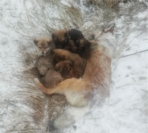 雪地里发现1条母犬，被冻僵仍护着幼崽，让人看了忍不住心疼