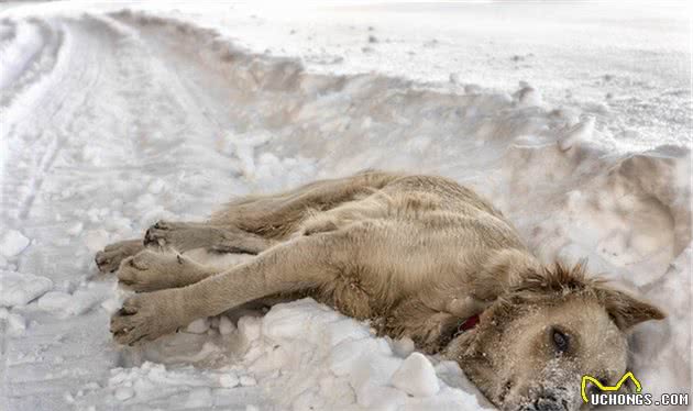 雪地里发现1条母犬，被冻僵仍护着幼崽，让人看了忍不住心疼