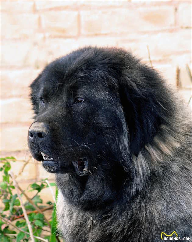 俄罗斯的国犬—高加索犬