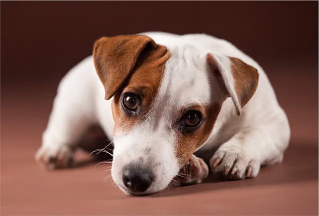 犬传染性肝炎，宠物犬常见疾病科普预防