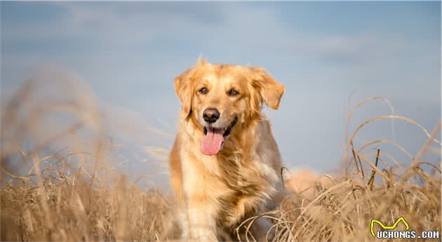 金毛犬掉毛太严重？教你对症下药解决