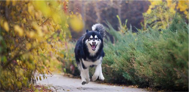 运动犬还是陪伴犬？你喜欢饲养怎样的宠物狗