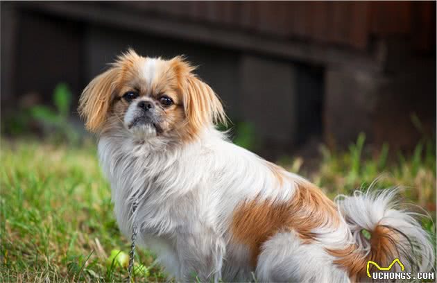 运动犬还是陪伴犬？你喜欢饲养怎样的宠物狗