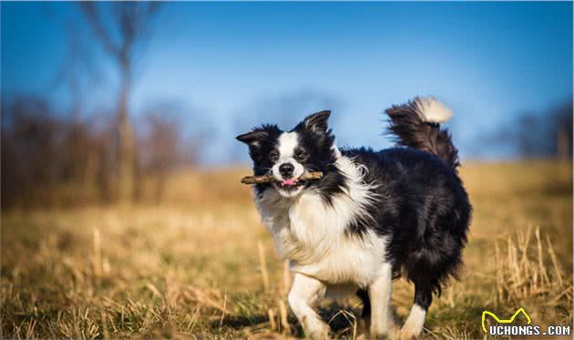 运动犬还是陪伴犬？你喜欢饲养怎样的宠物狗