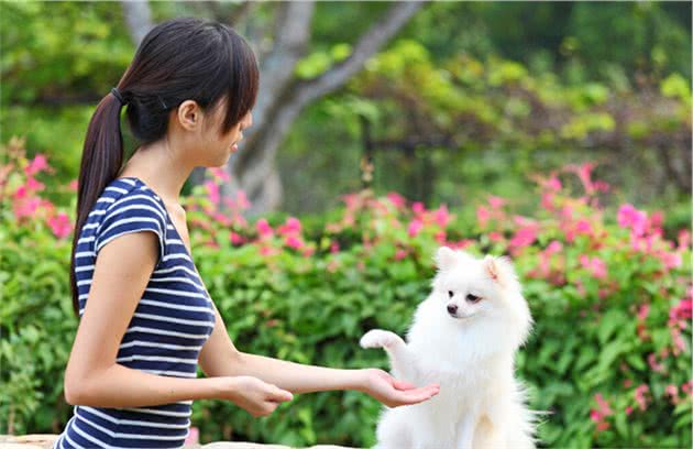 训练时狗狗不听话，问题究竟出在哪里？这几个原因宠主该思考一下