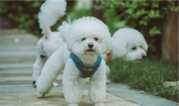 比熊犬不是祖宗也不是垃圾桶，长期这样喂食，对它伤害很大