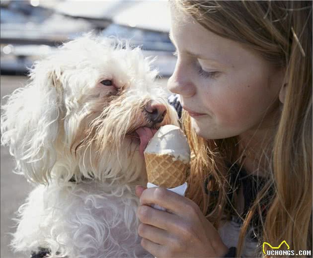 比熊犬不是祖宗也不是垃圾桶，长期这样喂食，对它伤害很大