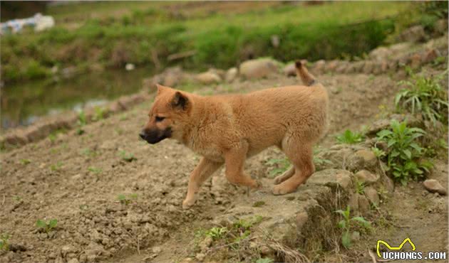 为什么说中华田园犬拥有“灵性”，只因这些表现