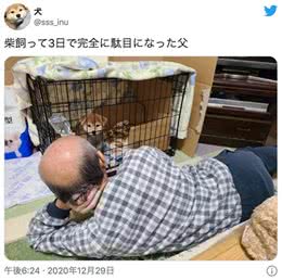 日本一父亲养柴犬第三天就完全被俘获！网友大呼：我懂你的感觉