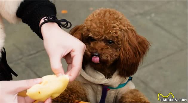 泰迪犬有这些“症状”，说明被人宠爱着